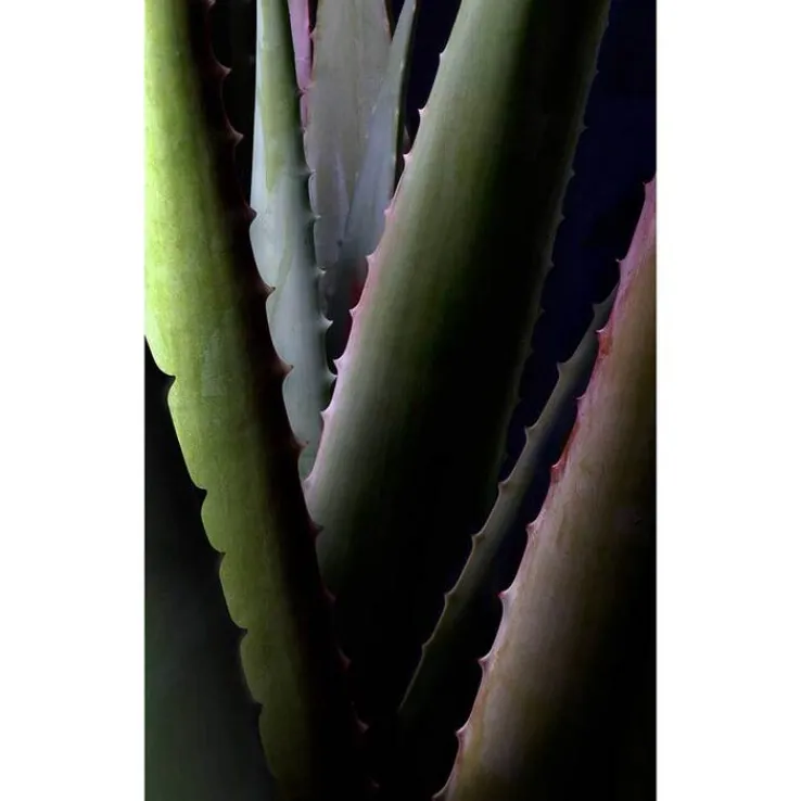 Aloe Vera Creme medium, 30 ml