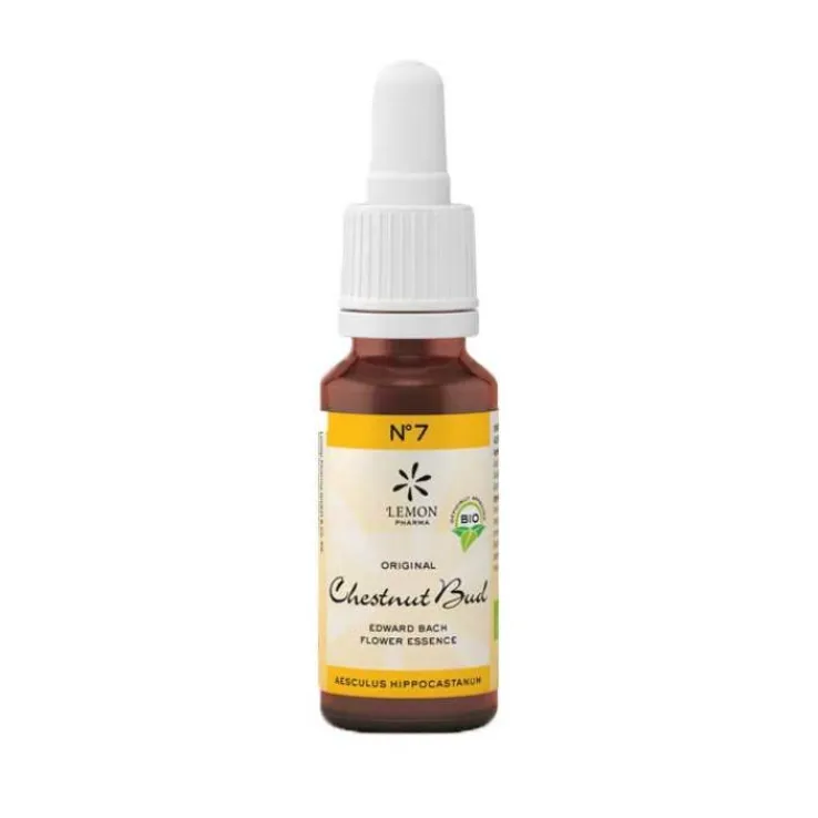 Bachblüte No.7 Chestnut Bud Bio, 20 ml