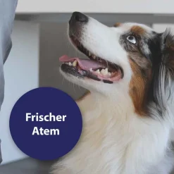 Canosept Zahnpflege Finger-Pads für Hunde, 50 St