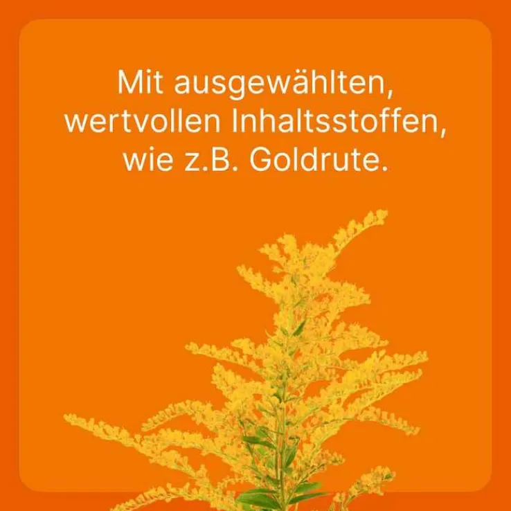 Coenzyme compositum® ad us. vet. Ampullen (2,2 ml), 10 St