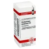 DHU Phellandrium Aquaticum D 6 G, 10 g