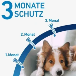 FRONTLINE® SPOT ON Hund L Lösung, 3 St