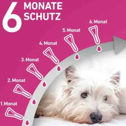 FRONTLINE TRI-ACT® gegen Zecke, Floh und fliegende Insekten bei Hunden (10-20kg), 6 St