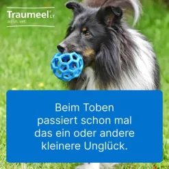 Traumeel LT ad us.vet.Tabletten, 250 St