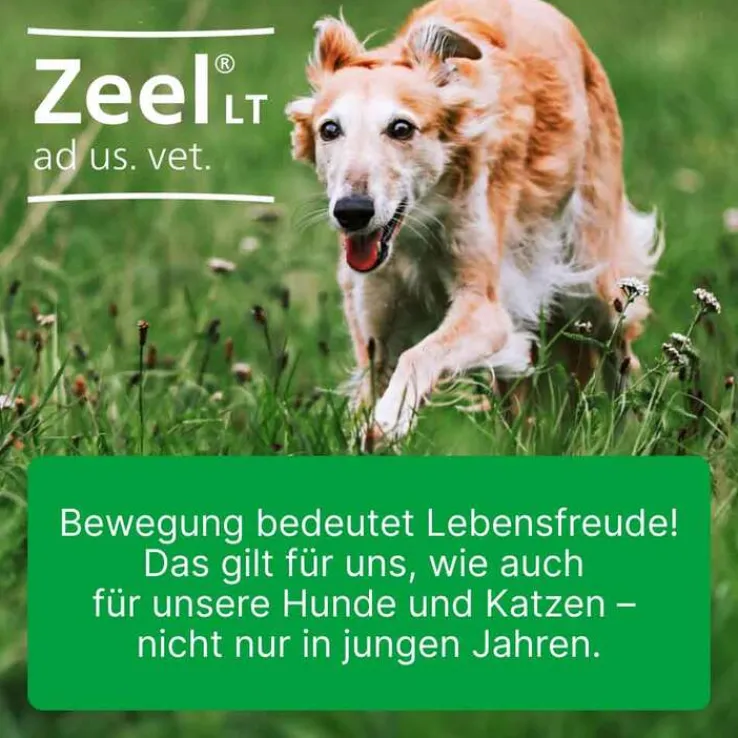 Zeel® LT ad us. vet. Tabletten, 500 St